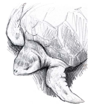 Pencil sketch of a turtle.
