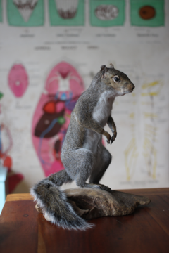 Squirrel Taxidermy