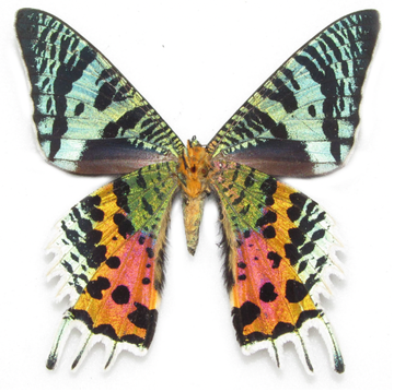 A butterfly with blue and orange wings.