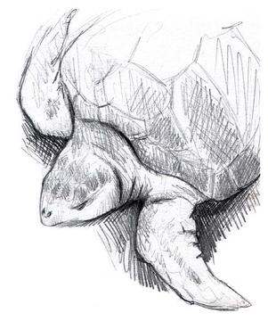 Sketch of a turtle.