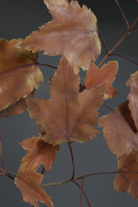 A glass flower model of the leaves of Acer rubrum, also known as Red Maple.