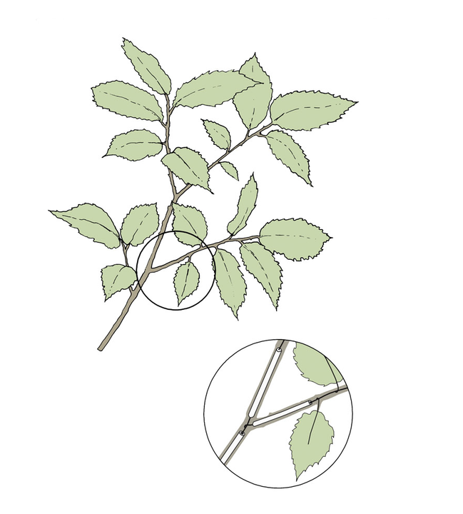 A schematic drawing showing the wire armature inside the glass flowers.