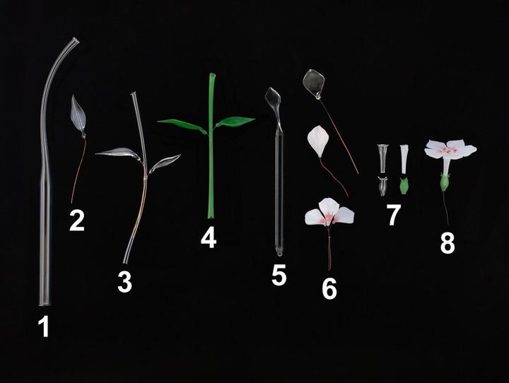 A numbered selection of glass materials used to prepare the glass flowers.