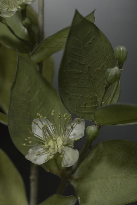The finer details on the glass flower model of Eugenia brasiliensis, also known as grumichama.