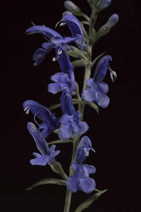 A glass flower model of Salvia patens, also known as Sage.