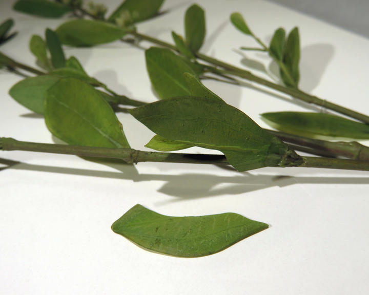 A glass flower displaying signs of breakage, as part of a leaf has separated from the stem.
