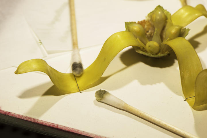 A glass flower in the process of being cleaned with cotton swabs.