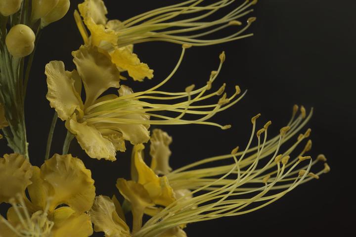A glass model of Caesalpinia pulcherrima, also known as the Pride of Barbados - a delicate yellow flower with elongated stamen.