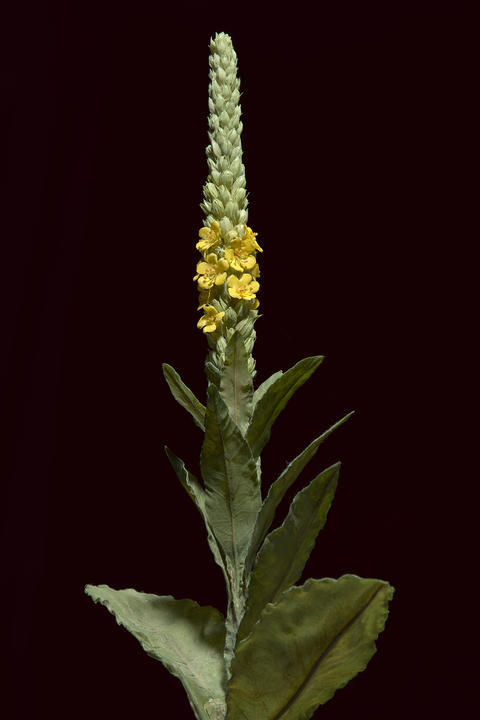 Verbascum thapsus,&nbsp;Common Mullein, Model 338, Leopold and Rudolf Blaschka, 1893