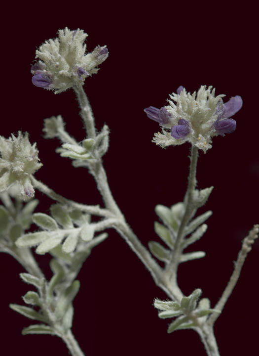 Psorothamnus emoryi,&nbsp;Dyebush