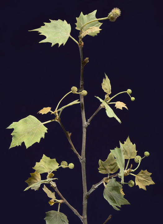 Oriental Planetree