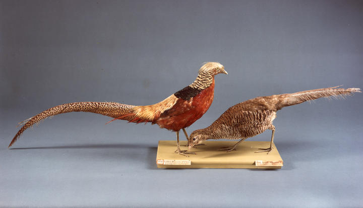 Two taxidermy pheasants