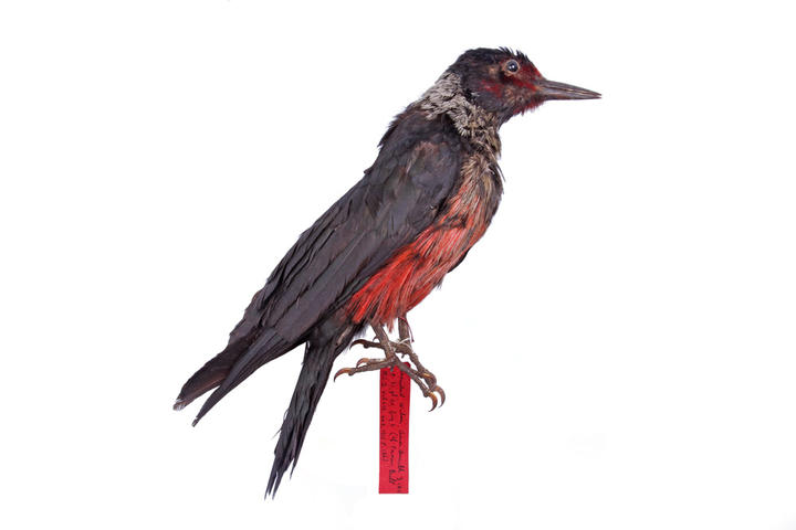 Taxidermy woodpecker