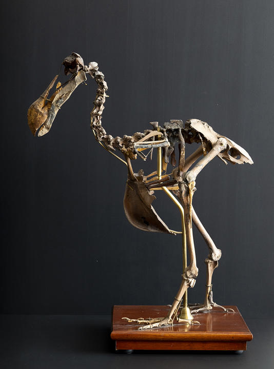 Dodo skeleton