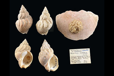 A selection of shells with a note on black background.