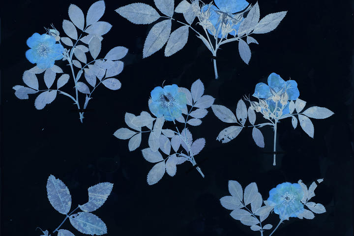 Cyanotype images of flowers on black background.