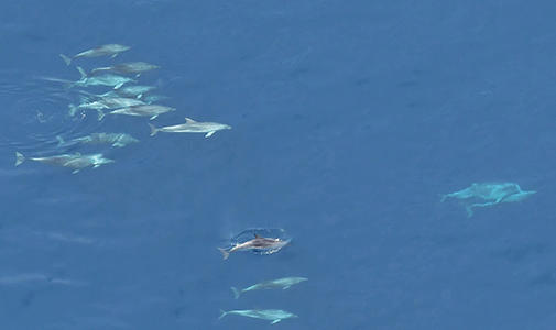 Image for A Dive into the Northeast Canyons and Seamounts Marine National Monument