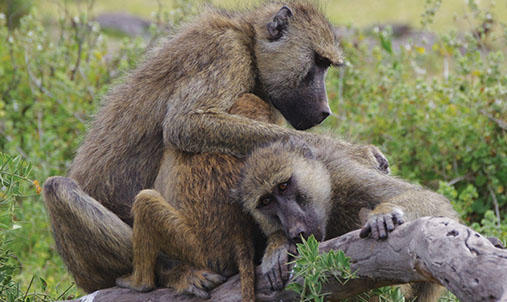 Three baboons grooming on a log.