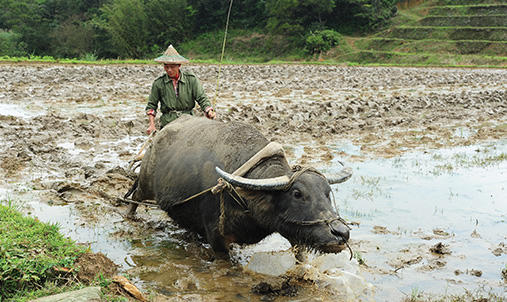 A yak and man working in a water filled field.
