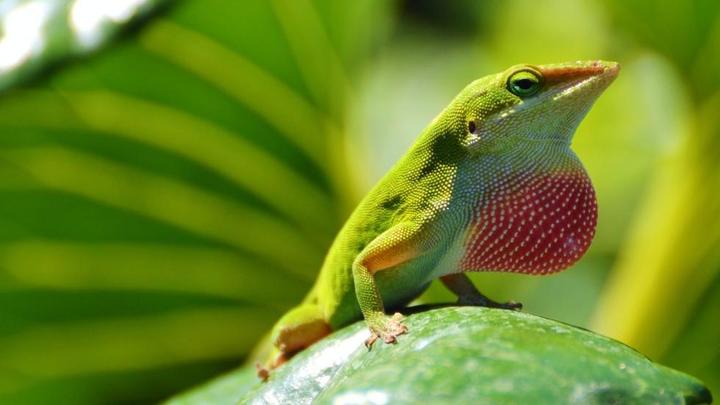 Image of anoles lizard