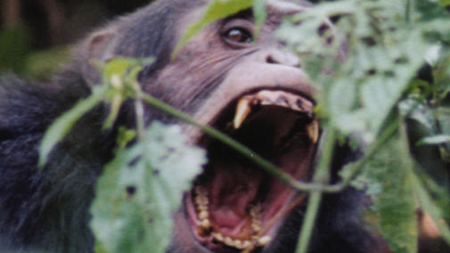 ape.teeth_.jpg