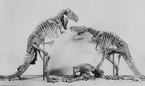 Dinosaur bones