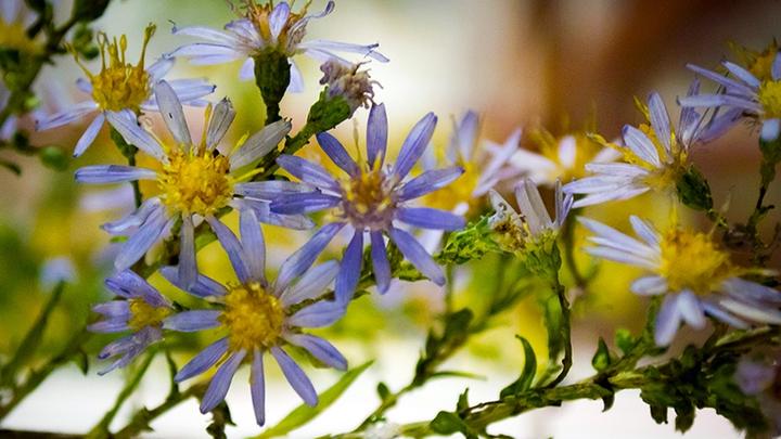 aster.glass_.flowers.exhibit.16.jpg