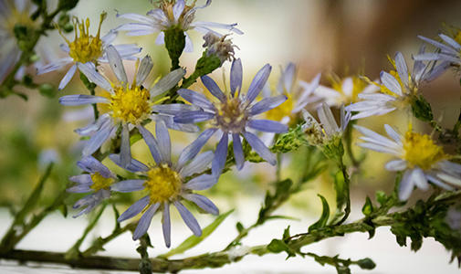 Photo of Aster flower in the Glass Flowers Gallery