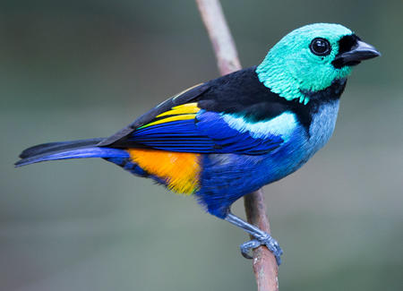 Bird with brilliant coloration
