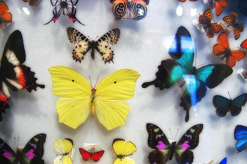 Butterflies and Moths