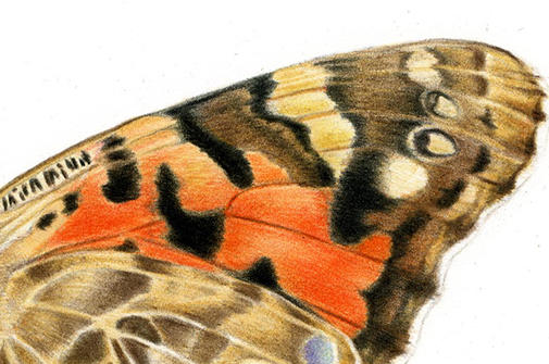 Close up of a drawing of a butterfly wing.