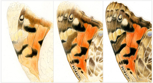 A tryptich of moth wing illustrations in colored pencil
