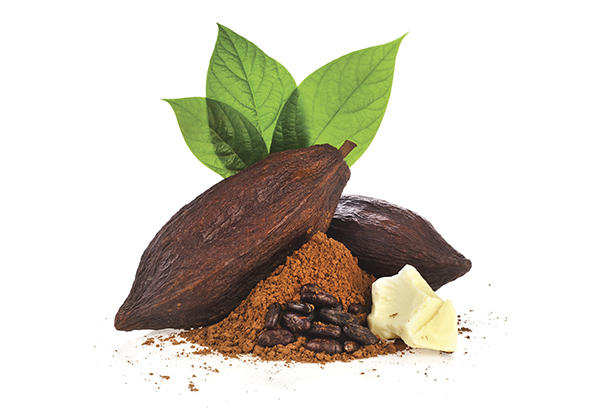 Two Cocoa beans.