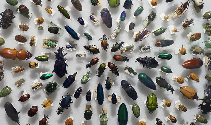 Coleoptera beetles in the Arthropods Gallery