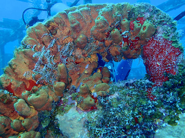 Photo of Coral Reef underwater