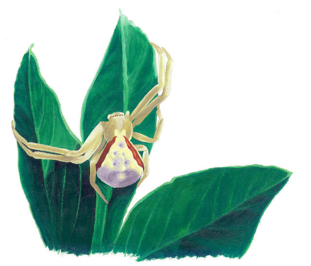 Painting of a crab spider crawling on a plant.