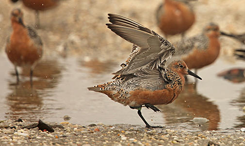 cramer_red_knot_lecture.jpg