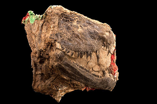 dimetrodon jaws