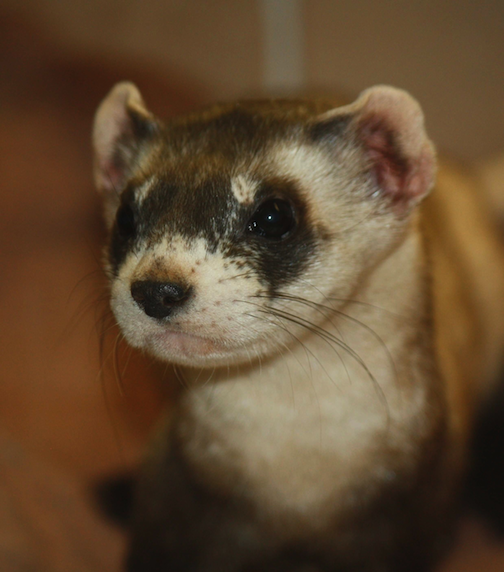 Taxidermy ferret