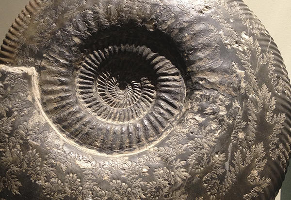 Spiral fossilize ammonite.