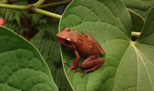 frog.jpg