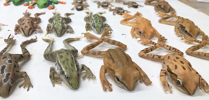 Rows of 3D printed frogs.