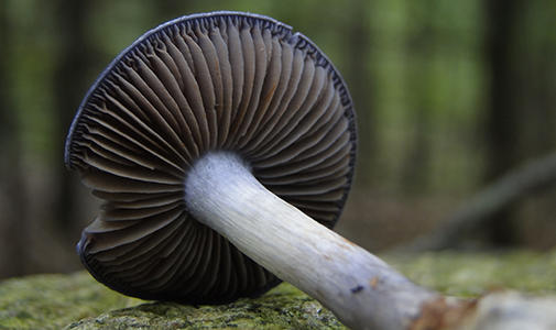 fungus.dannyhaelewaters.jpg