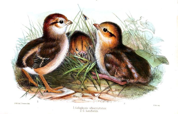 Illustration of three fluffy pheasant chicks.