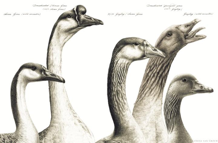 drawing of geese