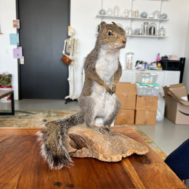A taxidermy of a Gray Squirrel displayed on a table.