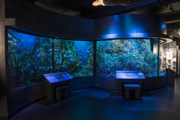 Blue model aquarium