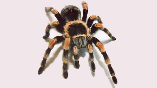 heartsciencespider.jpg