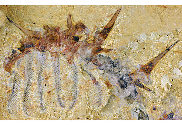 A fossil.