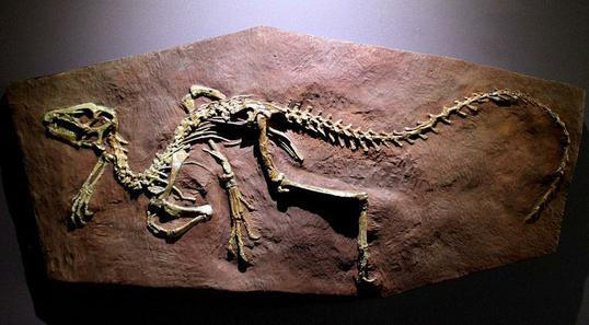 heterodontosaurus_0.jpg
